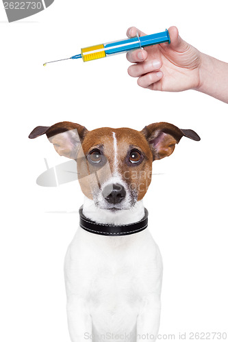 Image of dog vaccination