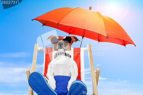 Image of summer dog vacation holiday