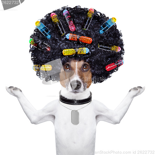 Image of hairdresser   dog with curlers