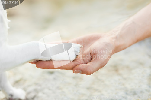 Image of high five paw 