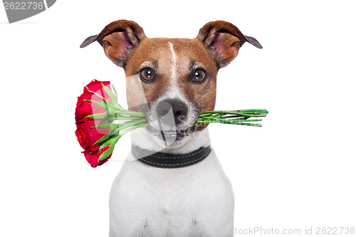 Image of dog rose