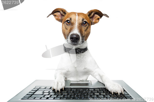 Image of dog computer pc tablet