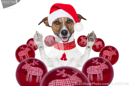 Image of christmas dog with santa hat and balls 