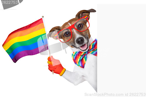 Image of gay pride dog