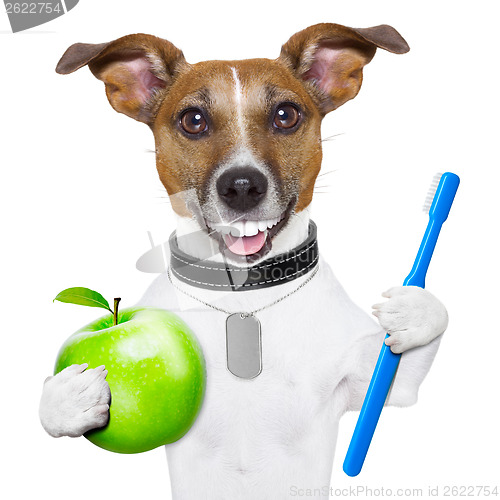 Image of perfect smile dog