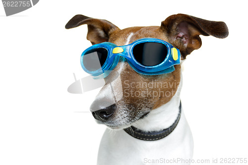 Image of Dog with blue goggles
