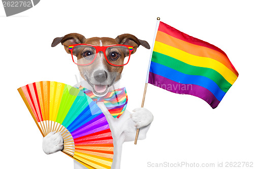 Image of gay pride dog