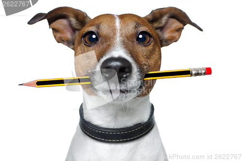 Image of dog with pencil and eraser