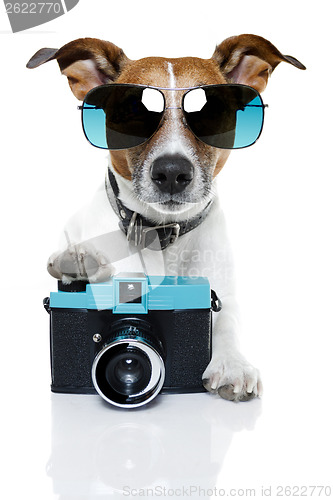 Image of dog photographer 