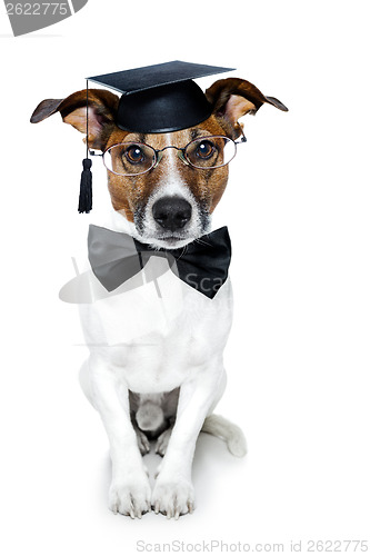 Image of graduated dog