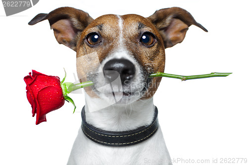 Image of valentines dog