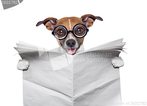 Image of crazy dog reading news