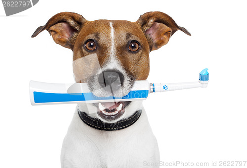 Image of dog with electric toothbrush