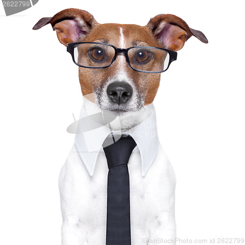 Image of business dog