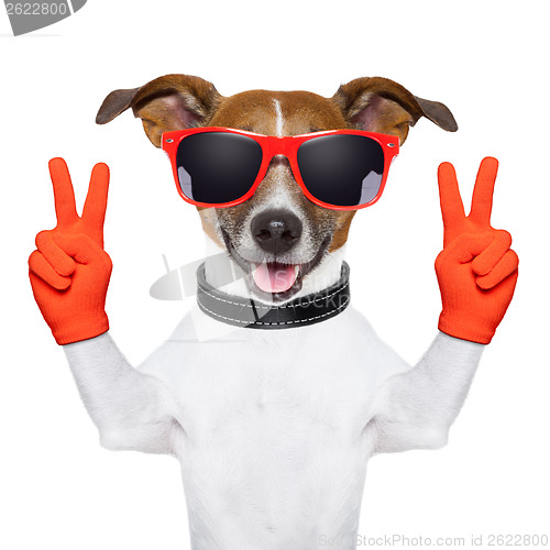 Image of peace and victory fingers dog