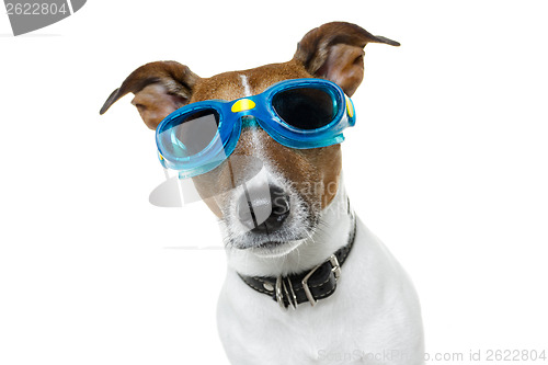 Image of Dog with blue goggles
