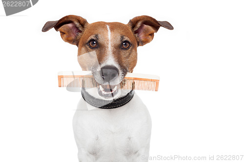 Image of dog with comb 