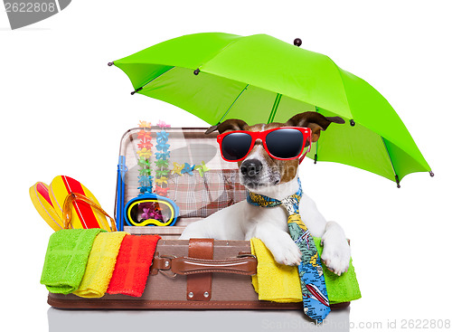 Image of summer holiday dog