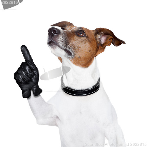 Image of dog looking up and pointing
