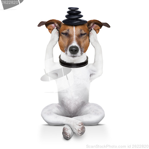 Image of yoga dog