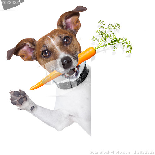 Image of healthy dog with a carrot