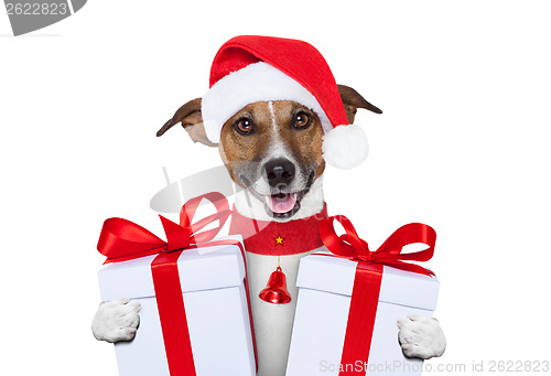 Image of christmas dog 