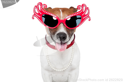 Image of gay dog with funny shades