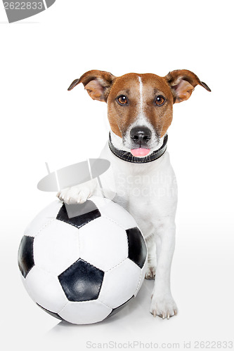 Image of dog with a white soccer ball