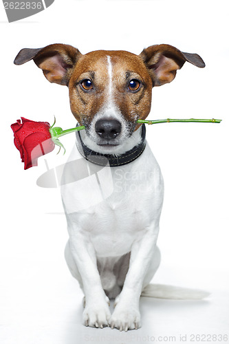 Image of valentines dog