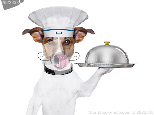 Image of dog cook chef 