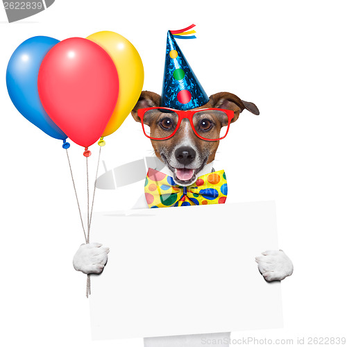 Image of birthday dog 