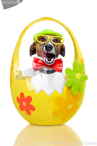 Image of dog in colorful easter egg 