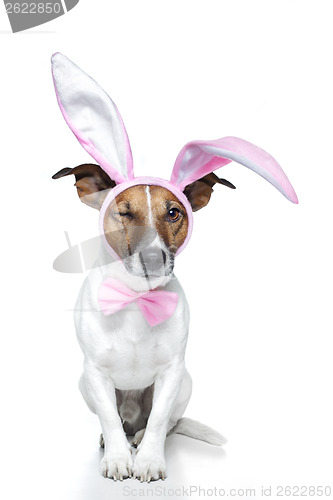 Image of bunny dog easter