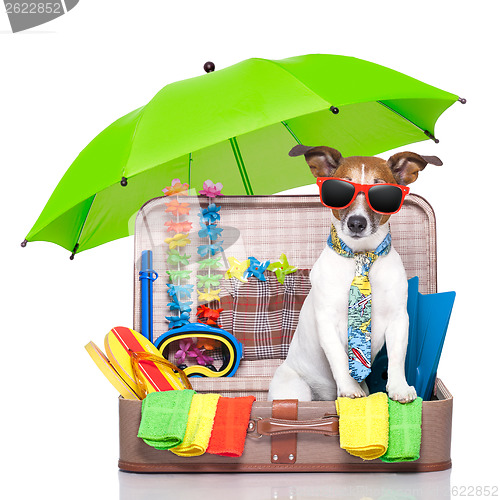 Image of summer holiday dog