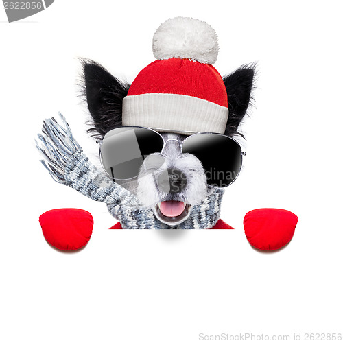 Image of winter dog 