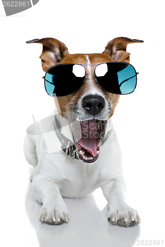 Image of dog with funny shades