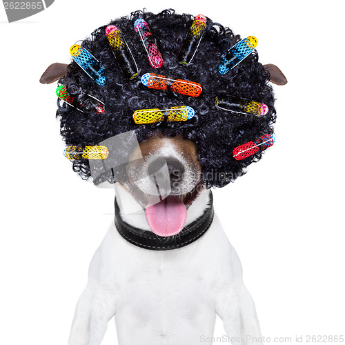 Image of crazy curly hair dog
