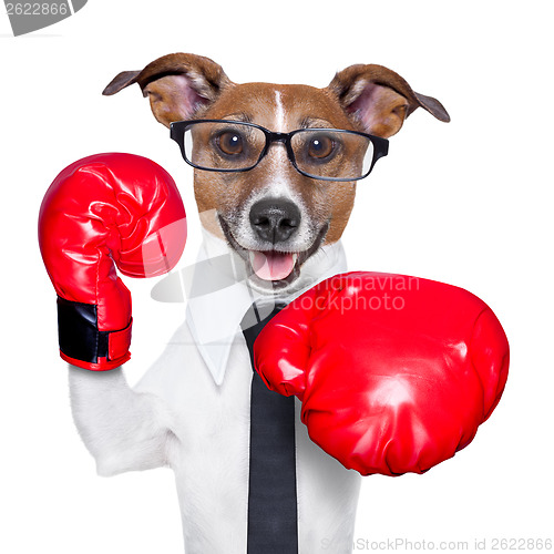 Image of Boxing dog