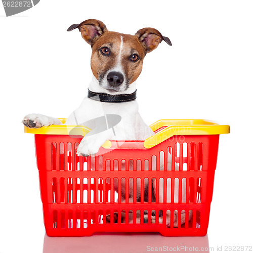 Image of dog in a red and yellow shopping basket