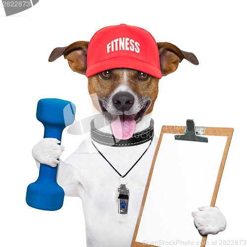 Image of fitness dog