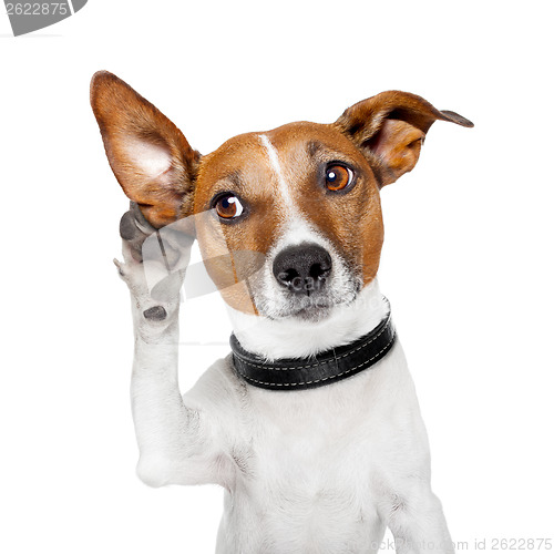 Image of dog listening with big ear