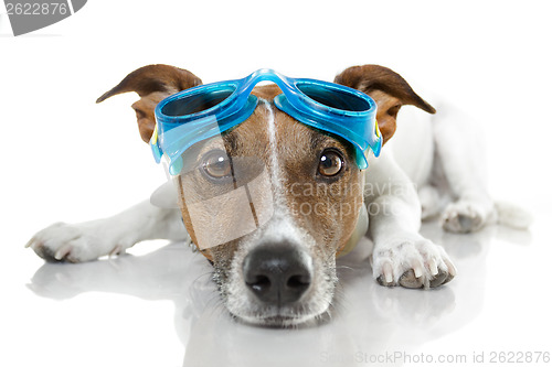 Image of Dog with blue goggles