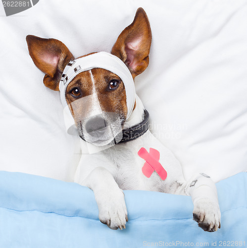 Image of Sick dog with bandages lying on bed