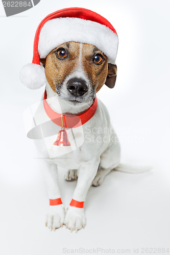 Image of christmas dog santa