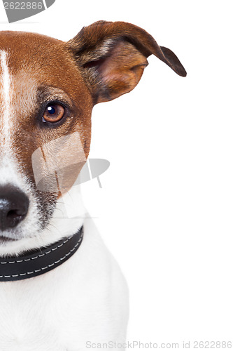 Image of placeholder banner dog