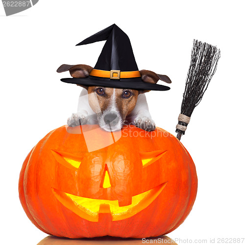 Image of halloween pumpkin witch dog