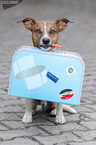 Image of homeless dog