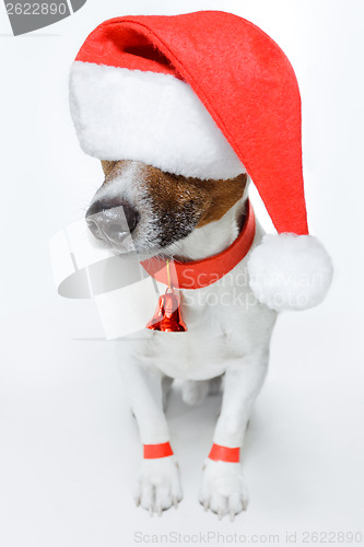 Image of christmas dog santa