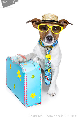 Image of vacation tourist dog