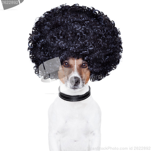 Image of afro look hair dog funny